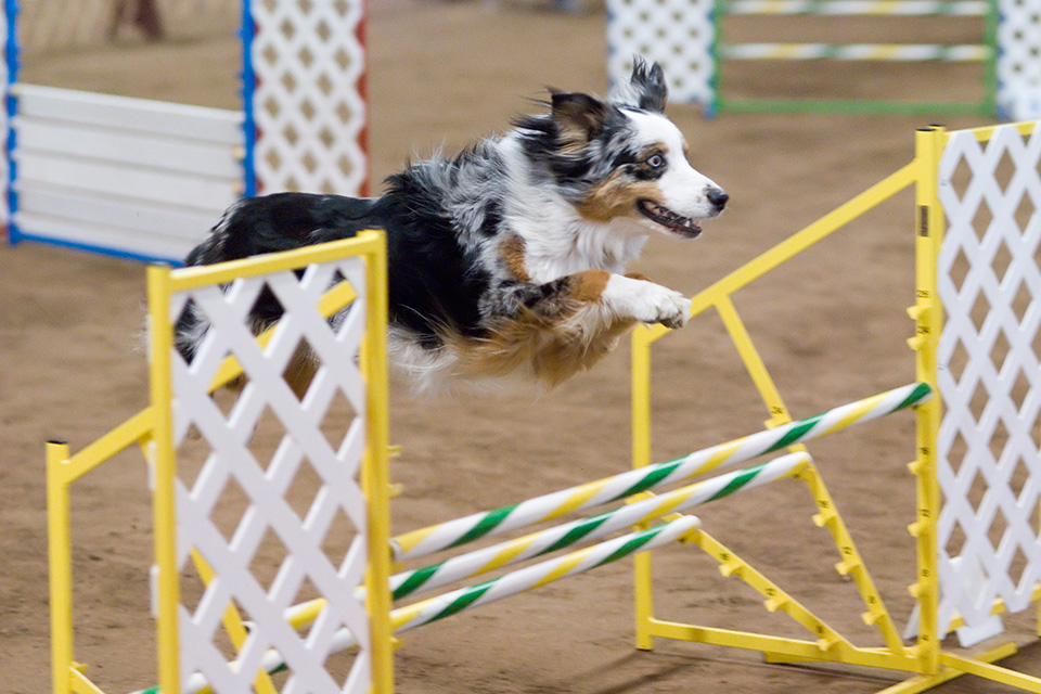 australian_shepherd_blue_merle_agility.jpg