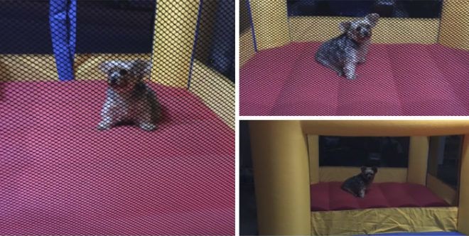 11 kutya aki biztosan jobban el nalad 1