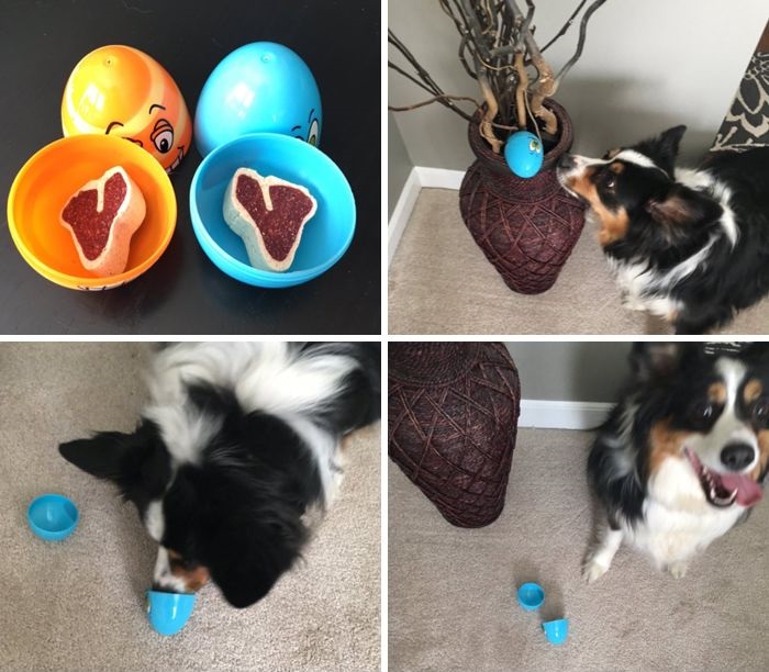 11 kutya aki biztosan jobban el nalad 2