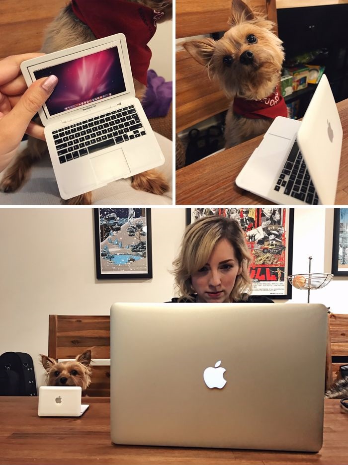 11 kutya aki biztosan jobban el nalad 5