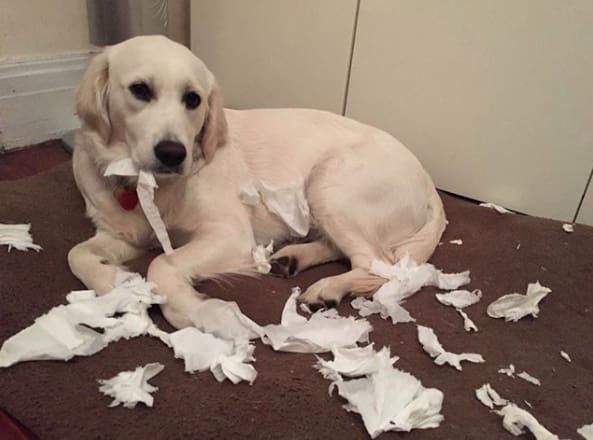 14 izig verig rosszcsont 10