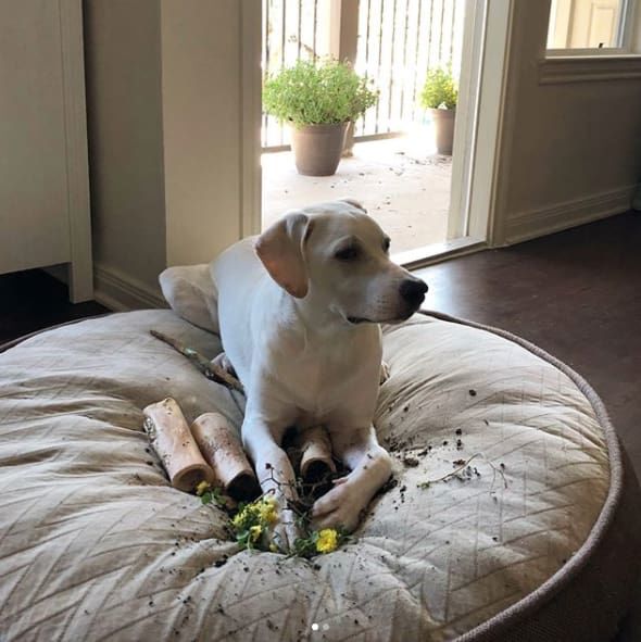 14 izig verig rosszcsont 11