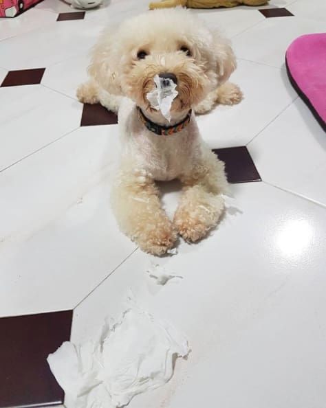 14 izig verig rosszcsont 12