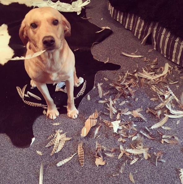 14 izig verig rosszcsont 13