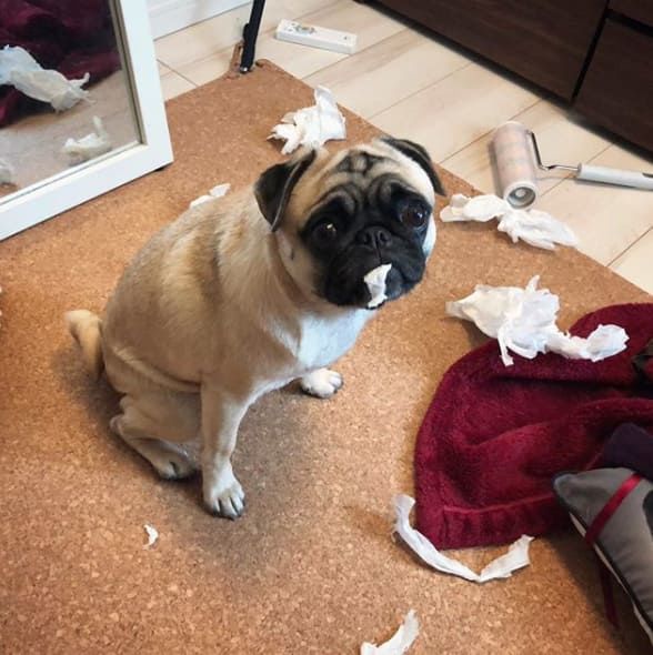 14 izig verig rosszcsont 2