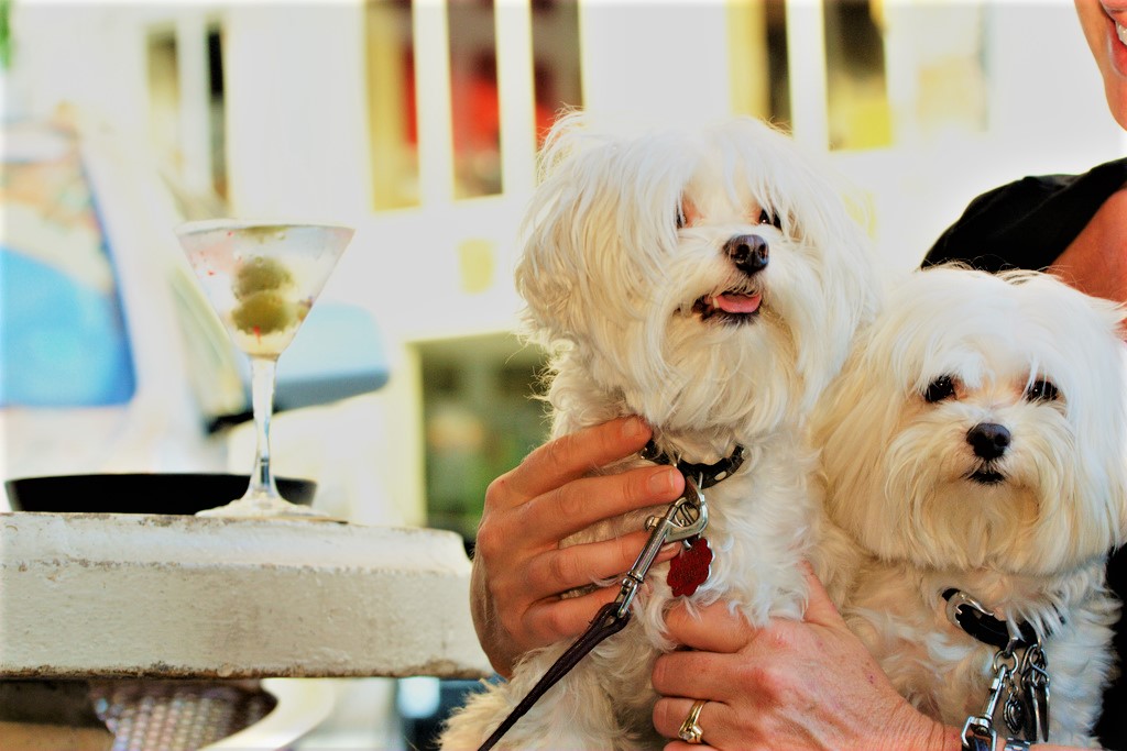 5 budai szórakozóhely - Kutyásoknak!