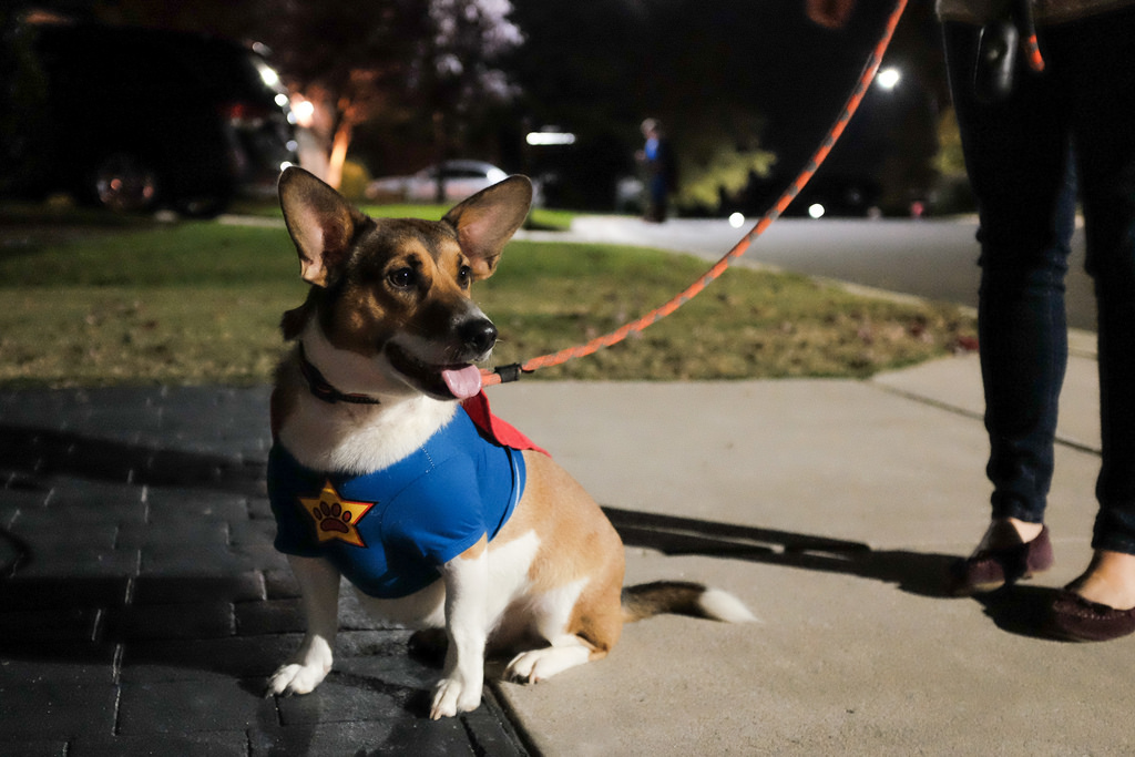 7 kutya, akik méltán érdemelték ki a “HŐS” jelzőt!