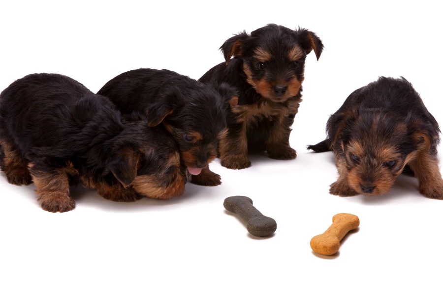 A kiskutya fejlődése – Mire figyelj a korai szakaszokban?