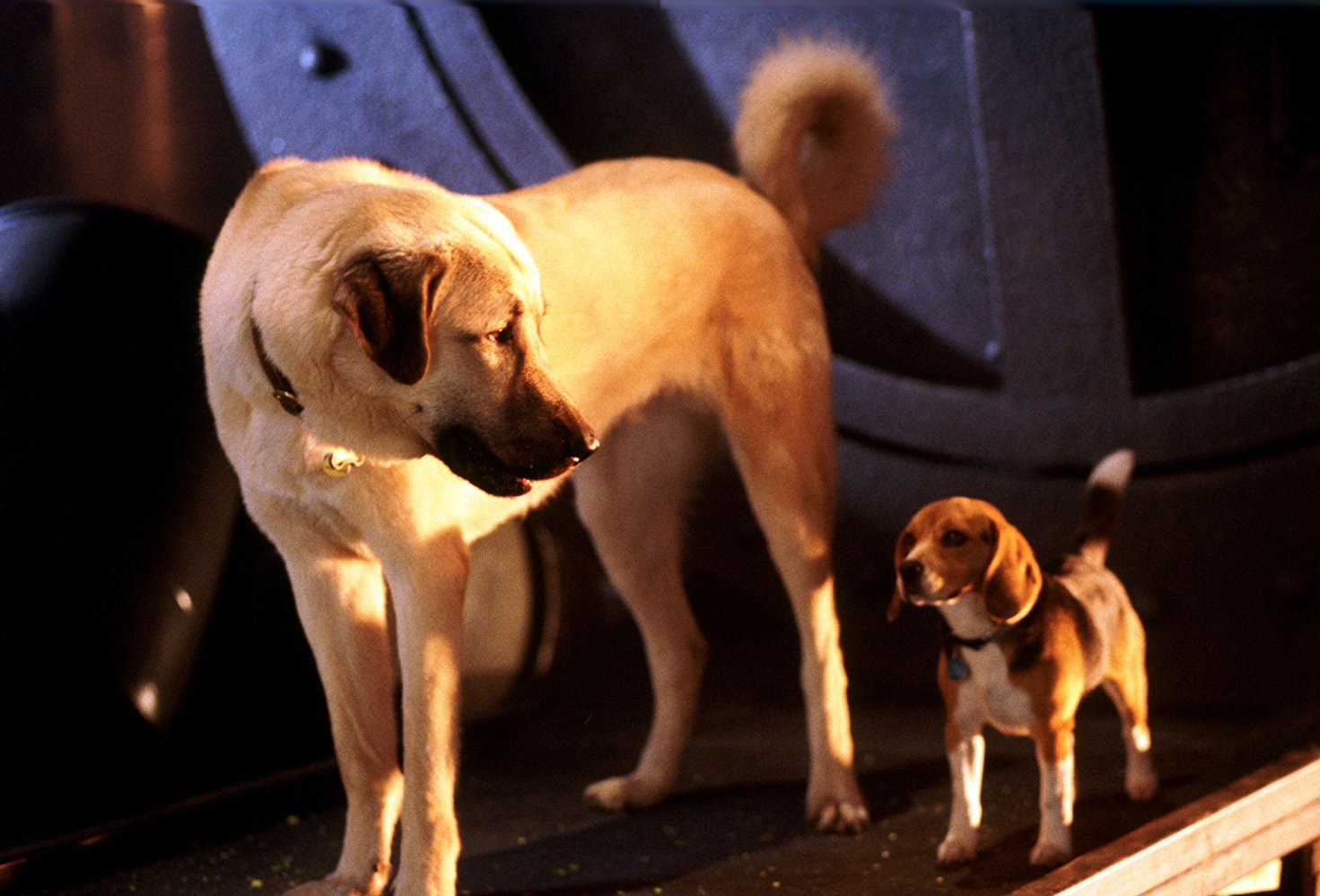 kutyák és macskák film - randevau.hu