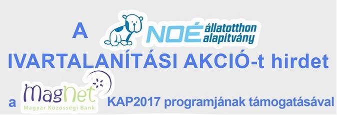 A NOÉ állatotthon alapítvány ivartalanítási akciót hirdetett