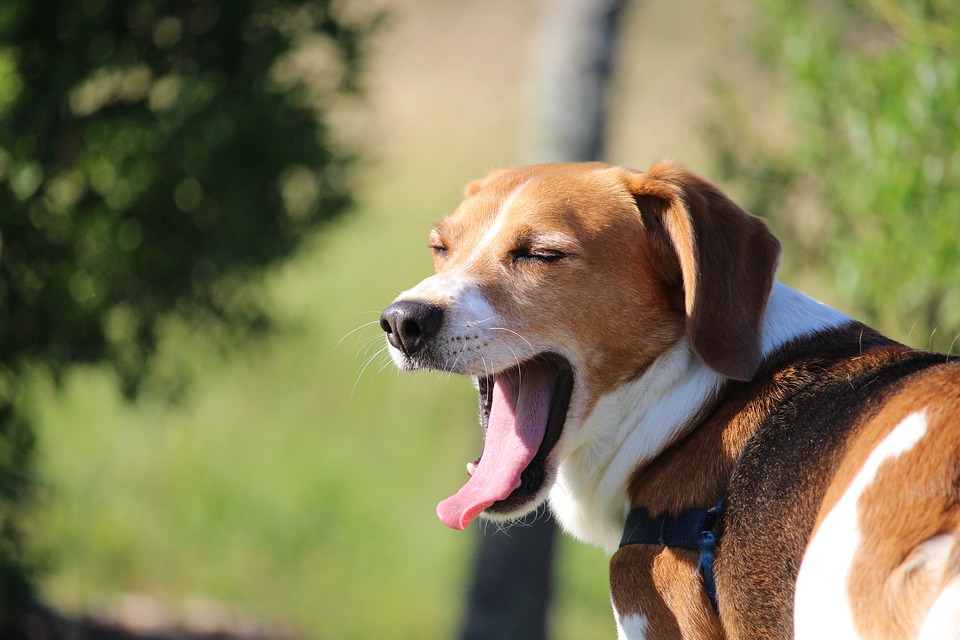 atlagon feluli intelligencia beagle