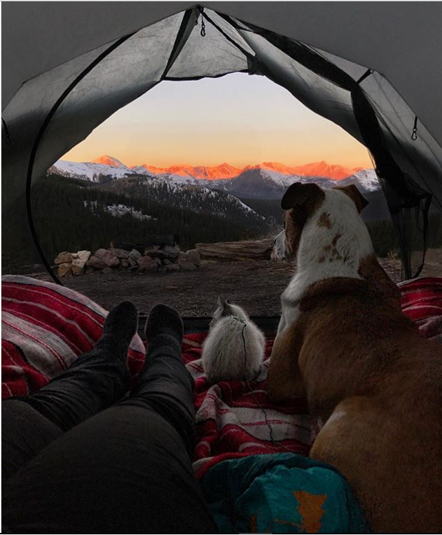 az orokbe fogadott cica és kutya egyutt jarjak a vilagot 1