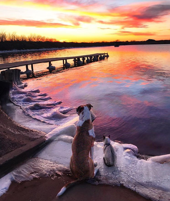 az orokbe fogadott cica és kutya egyutt jarjak a vilagot 10