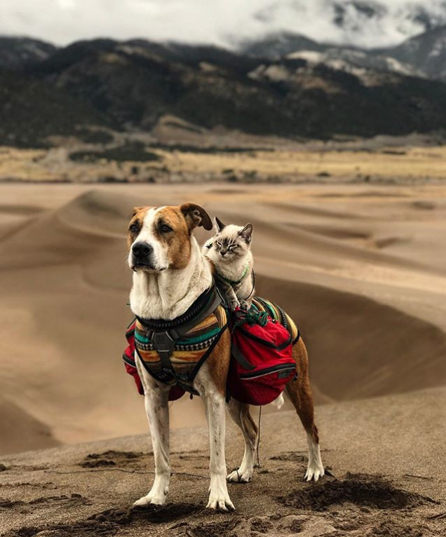 az orokbe fogadott cica és kutya egyutt jarjak a vilagot 3