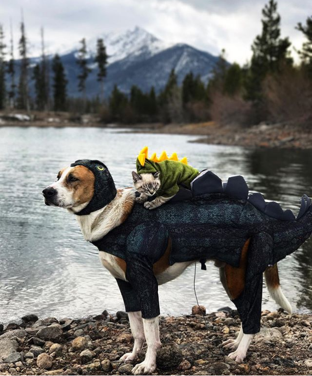 az orokbe fogadott cica és kutya egyutt jarjak a vilagot 4