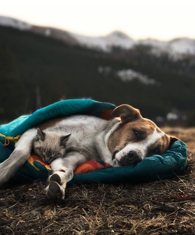 az orokbe fogadott cica és kutya egyutt jarjak a vilagot 6
