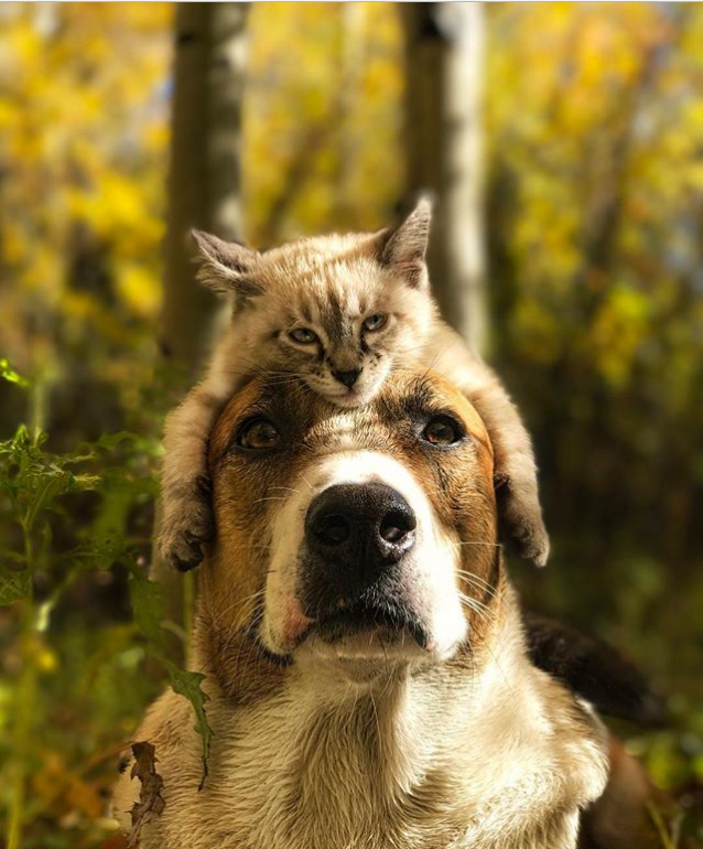 az orokbe fogadott cica és kutya egyutt jarjak a vilagot 7