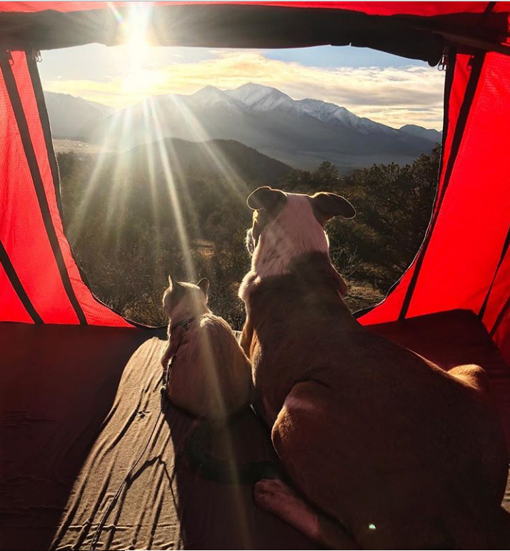az orokbe fogadott cica és kutya egyutt jarjak a vilagot 9