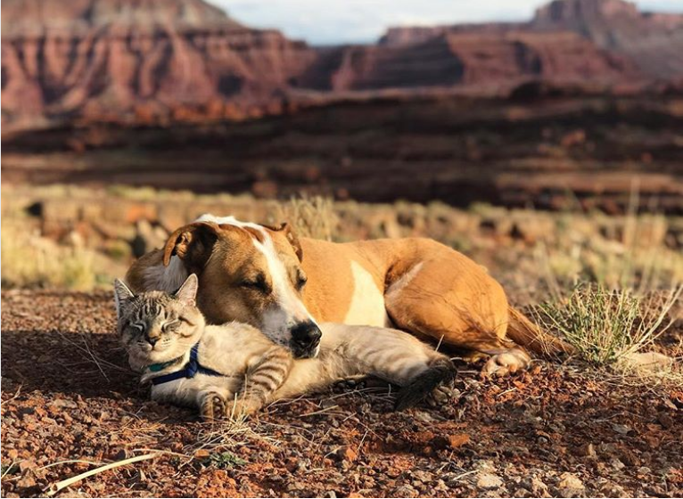 Az örökbe fogadott kutyus és cica együtt járják a világot