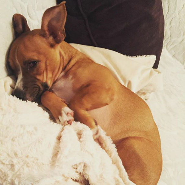 corgi keverekek boxer