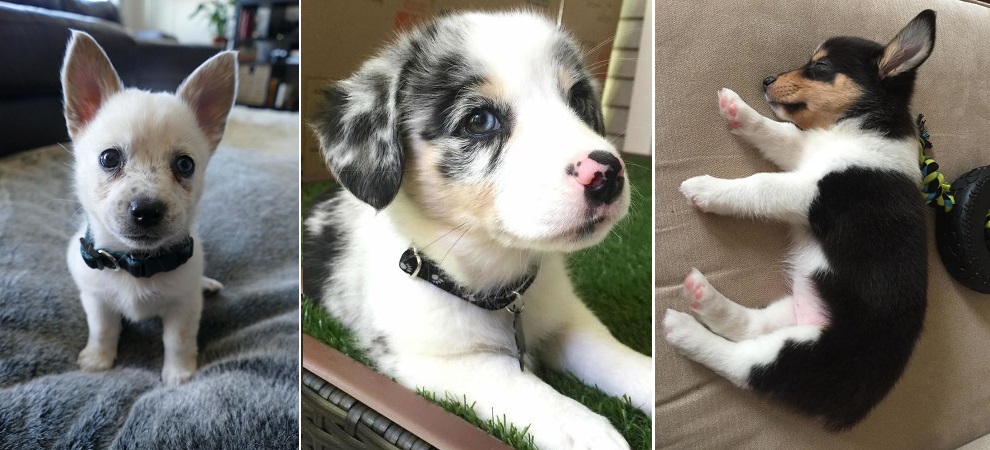 Corgi keverékek - Nektek melyik a kedvencetek?