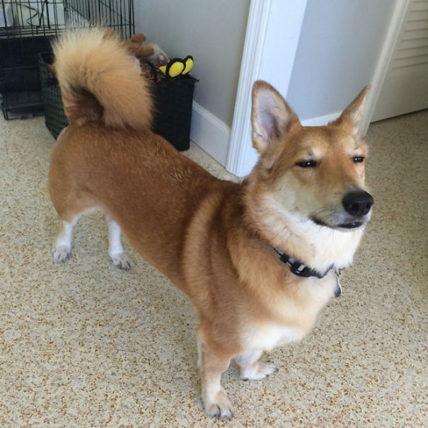 corgi keverekek shiba inu