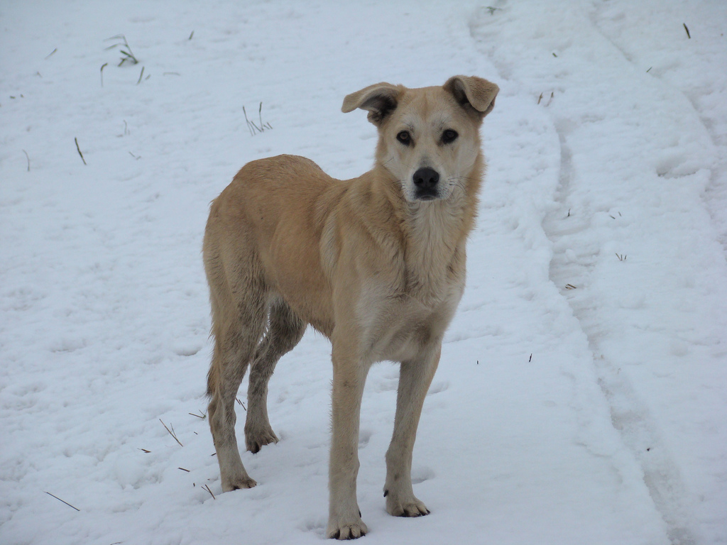kutya keverék tél - randevau.hu