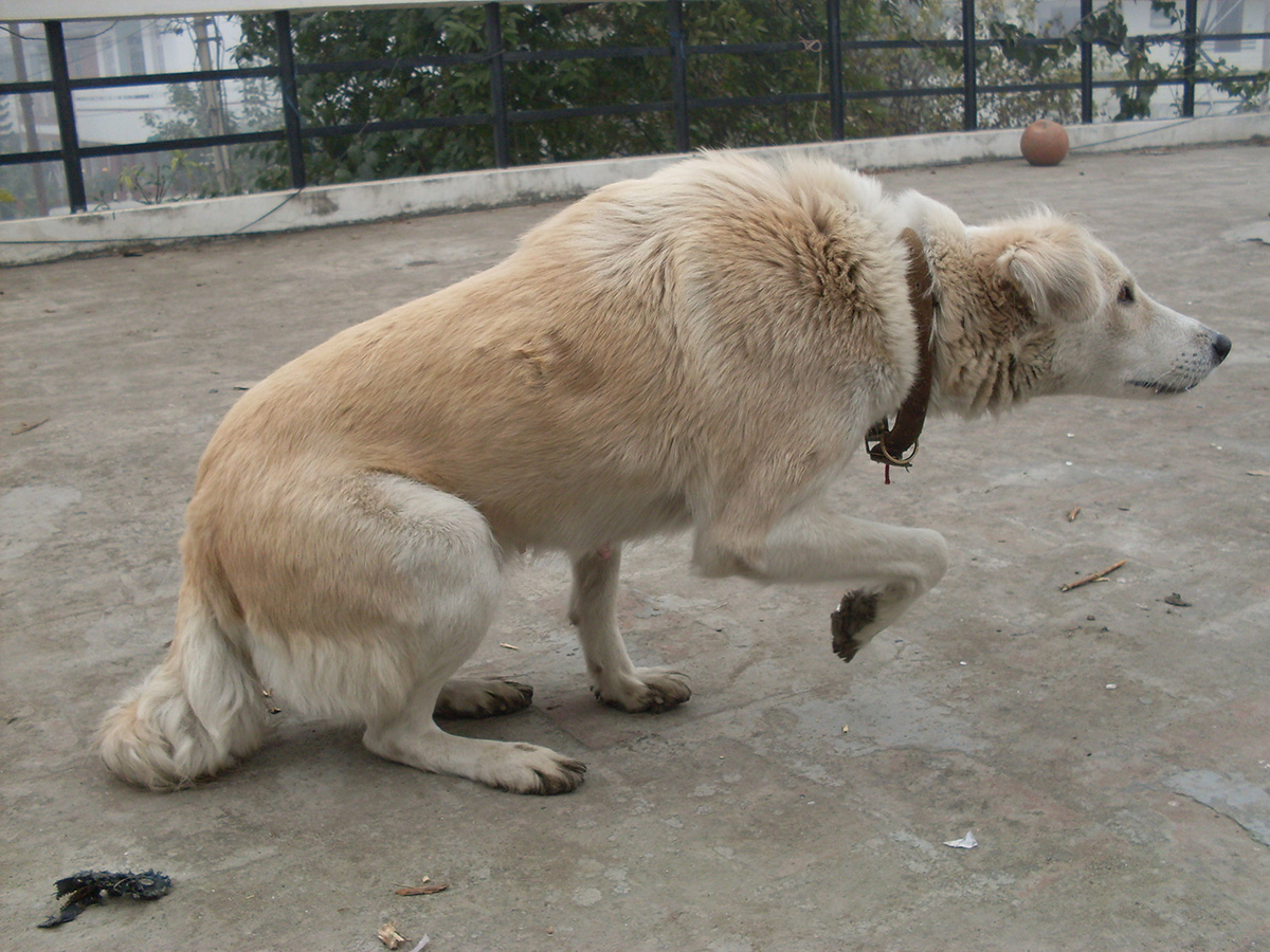fel a kutyam 1 1 1
