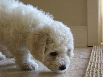 gyerekem van milyen kutyat vegyek 2