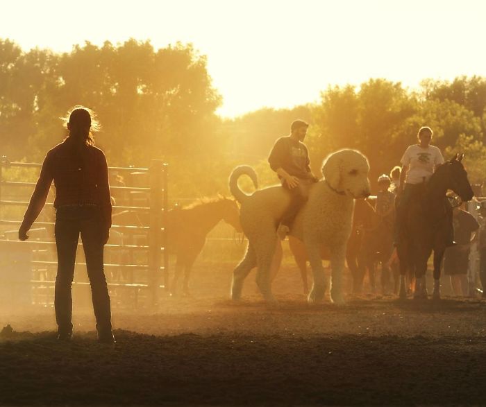 ha a kutyak sokkal nagyobbak lennenek 2