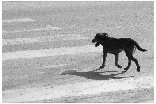 kutya úton átkelés veszélyes - randevau.hu