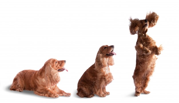 kutya fotó produkció - randevau.hu