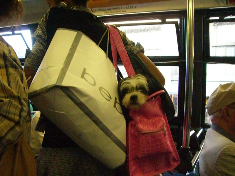 kutya tömegközlekedés kutyahordozó - randevau.hu