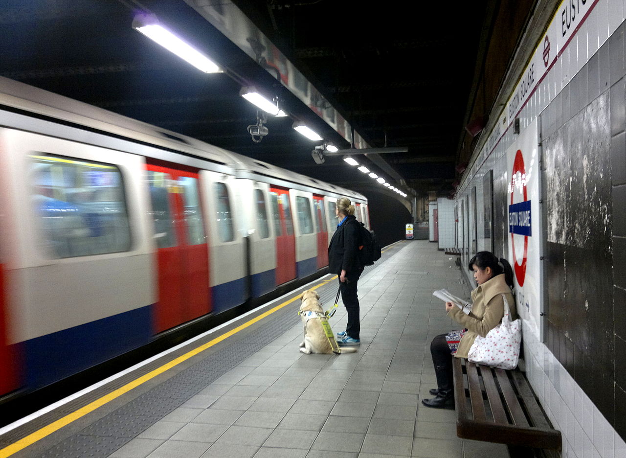 Hogyan tömegközlekedj kutyával?