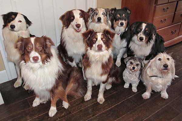 Holnap zárul a kerületi ebösszeírás