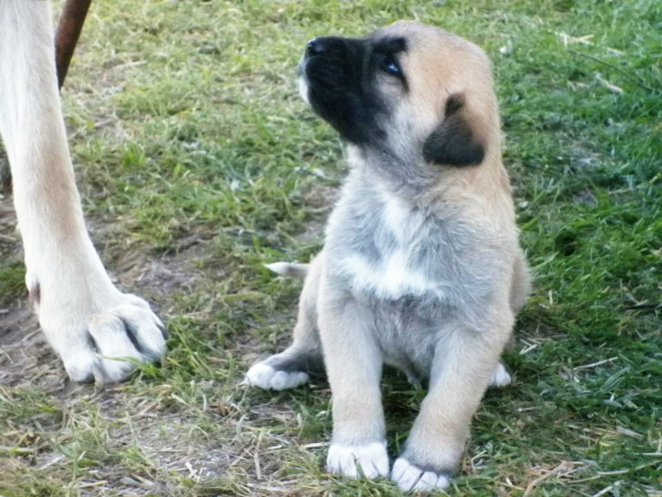 kutya kölyök cuki - randevau.hu
