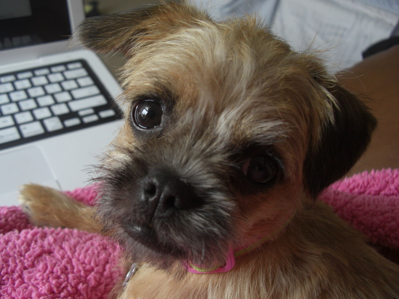 kutya kölyök cuki - randevau.hu