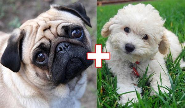 kulonbozo kutyafajtak keveredese 10