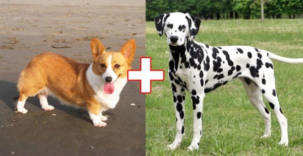 kulonbozo kutyafajtak keveredese 5