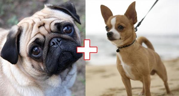 kulonbozo kutyafajtak keveredese 6