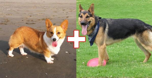 kulonbozo kutyafajtak keveredese 7