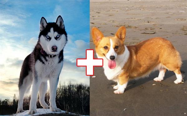 kulonbozo kutyafajtak keveredese 9