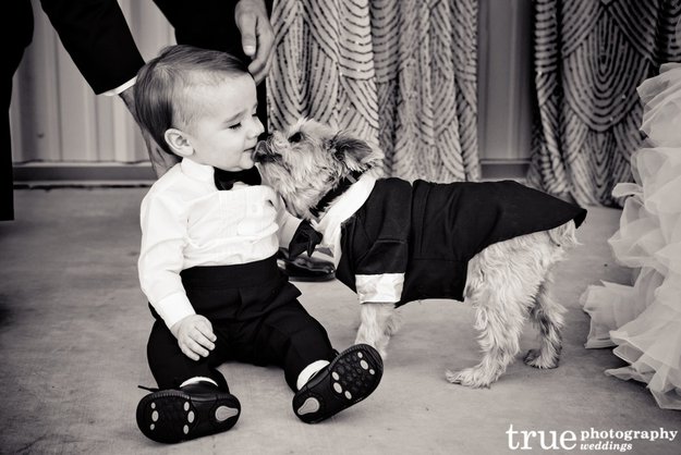 kutyad van es eskuvore keszuls9