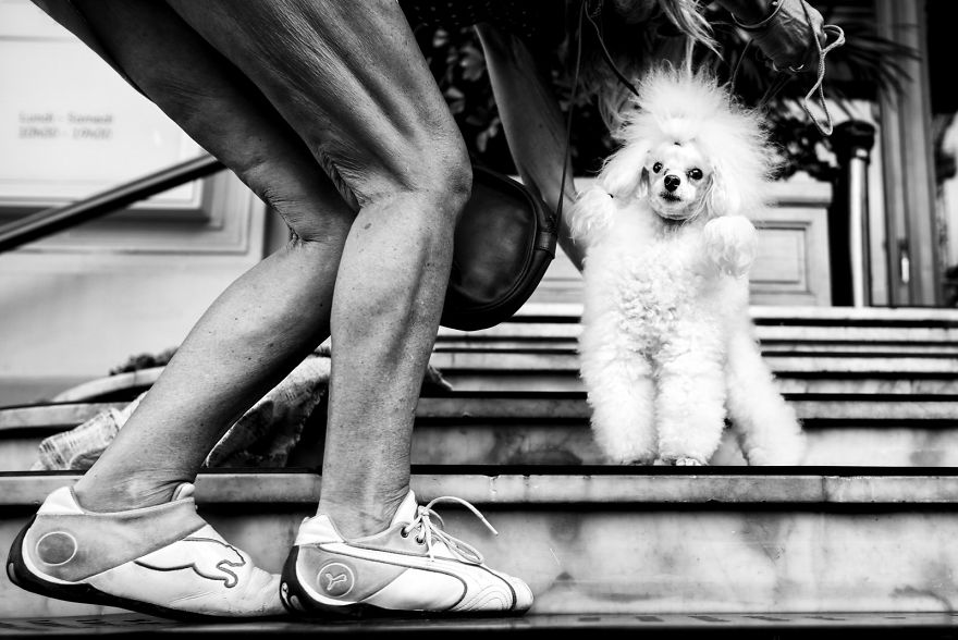 kutyak a vilag minden pontjan 9