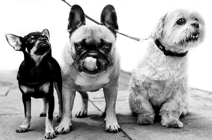 Kutyák a világ minden pontján