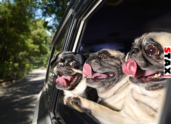 kutyak akik imadnak autozni 10