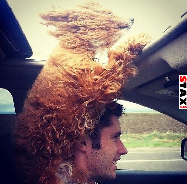 kutyak akik imadnak autozni 2