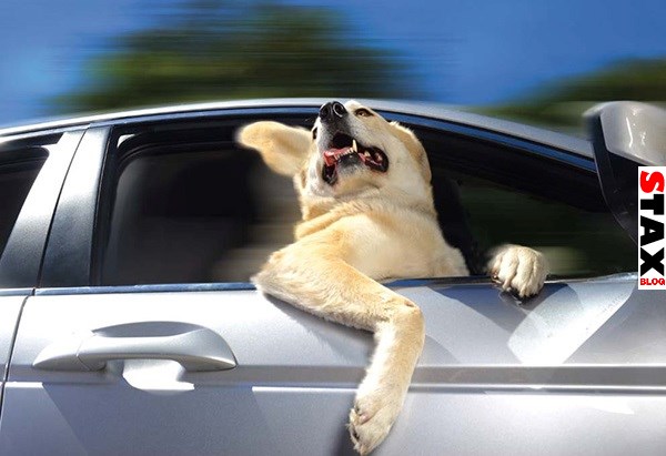 kutyak akik imadnak autozni 4