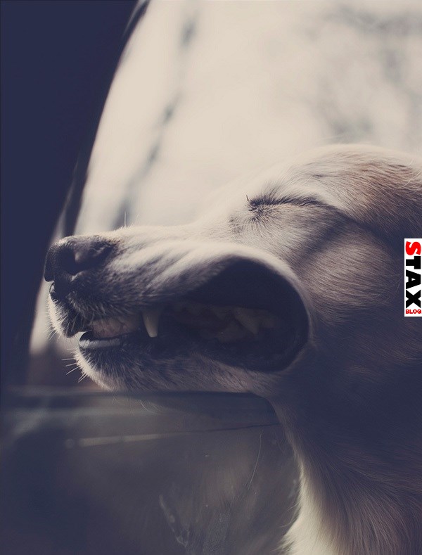 kutyak akik imadnak autozni 5