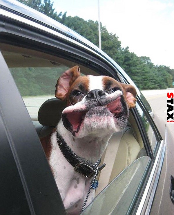 kutyak akik imadnak autozni 6